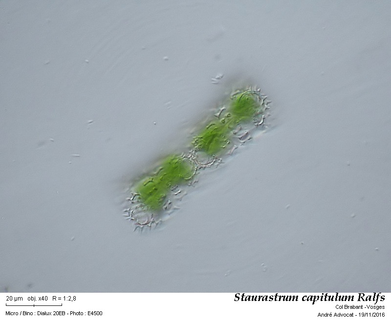 Staurastrum capitulum Ralfs #47639