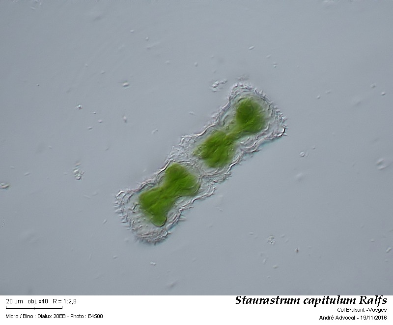 Staurastrum capitulum Ralfs #47638