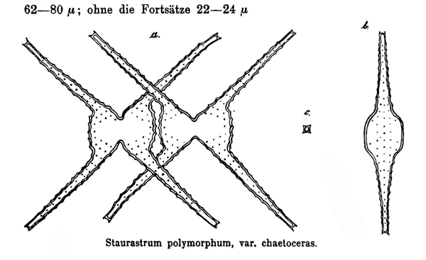 Staurastrum chaetoceras (Schröder) C.M.Smith #81381