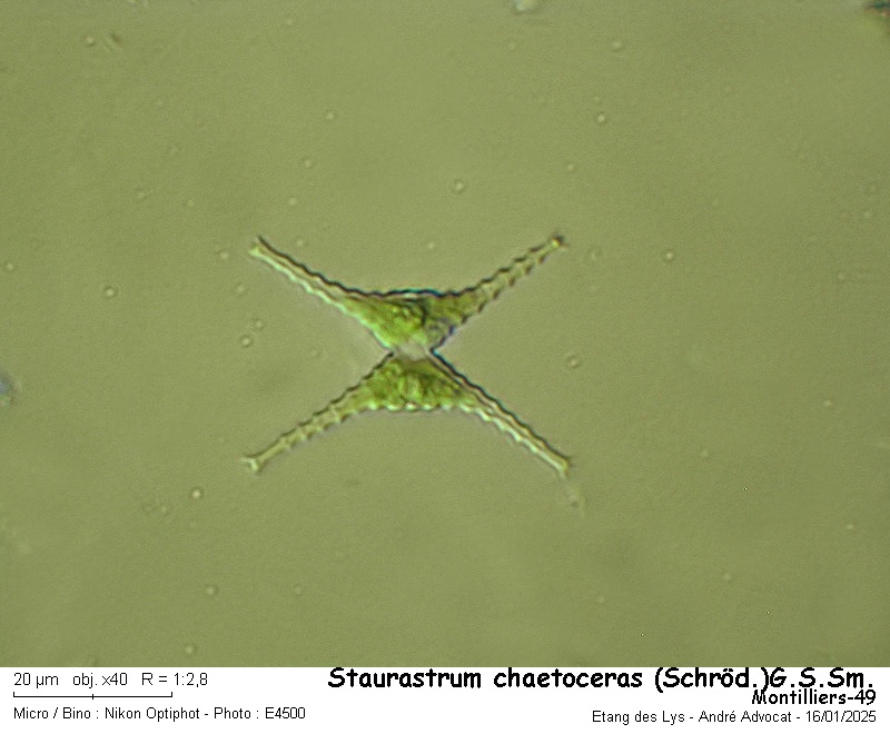 Staurastrum chaetoceras (Schröder) C.M.Smith #81211