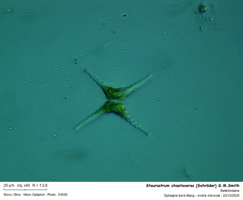 Staurastrum chaetoceras (Schröder) C.M.Smith #65189