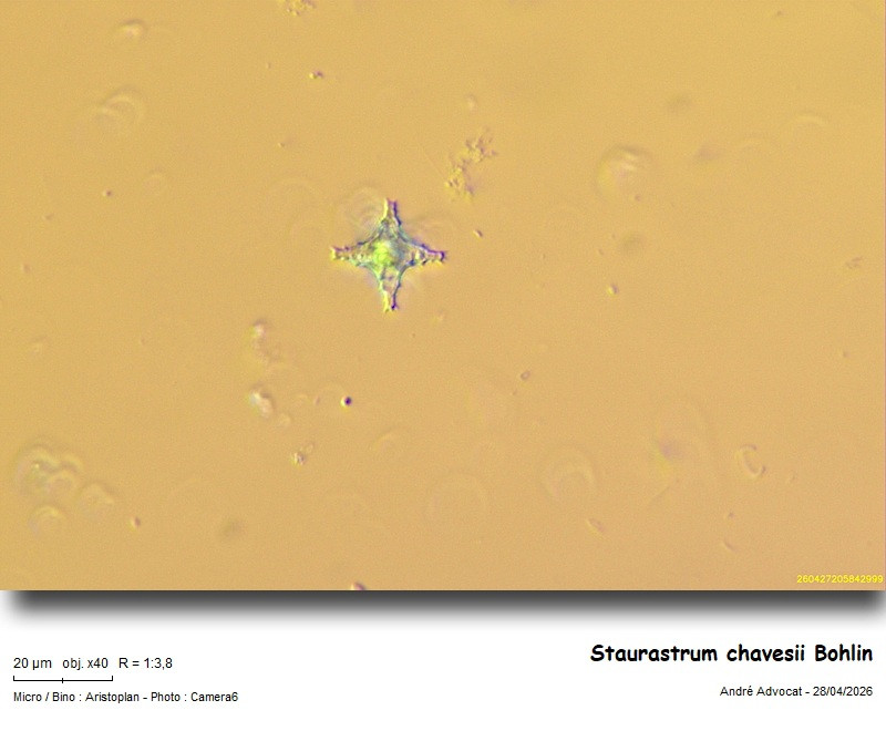 Staurastrum chavesii Bohlin #85958