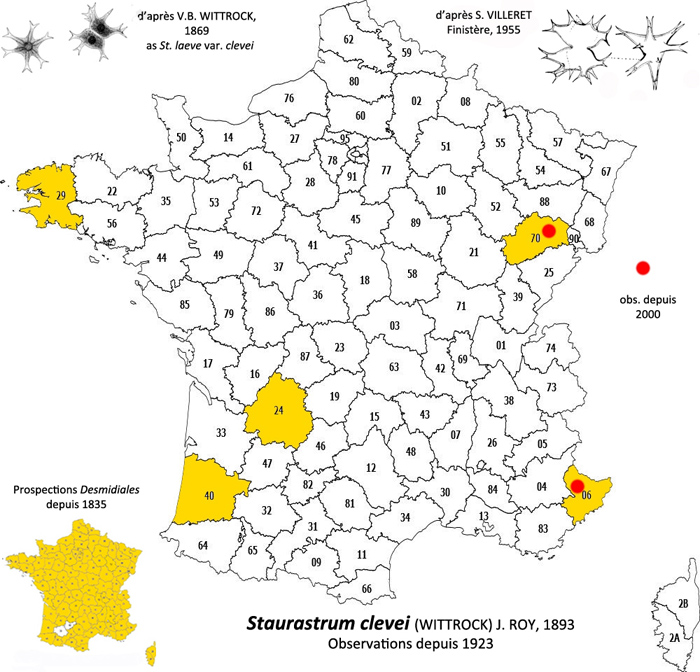 Staurastrum clevei (Wittrock) J.Roy #81139