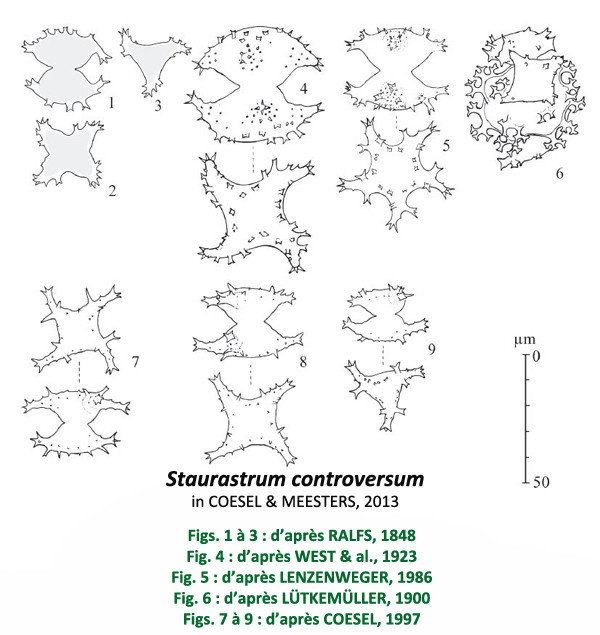 Staurastrum controversum Ralfs #83553