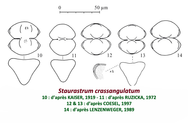 Staurastrum crassangulatum Coesel #82195