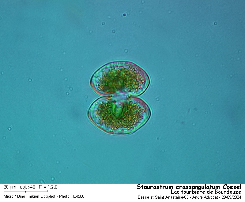 Staurastrum crassangulatum Coesel #80276