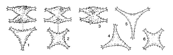 STAURASTRUM crenulatum #81915