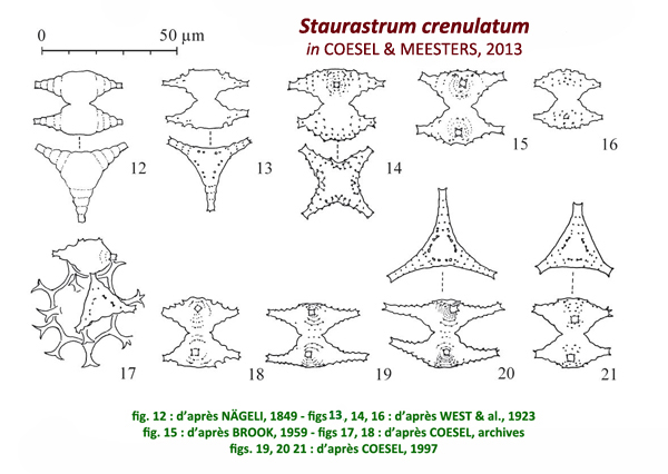 STAURASTRUM crenulatum #81916
