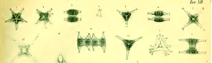 STAURASTRUM crenulatum #74652