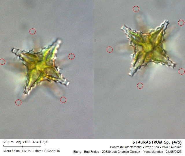 STAURASTRUM crenulatum #74650