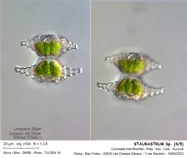 STAURASTRUM crenulatum #74647