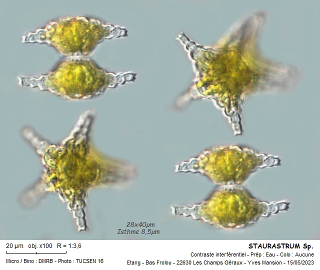 STAURASTRUM crenulatum #74646