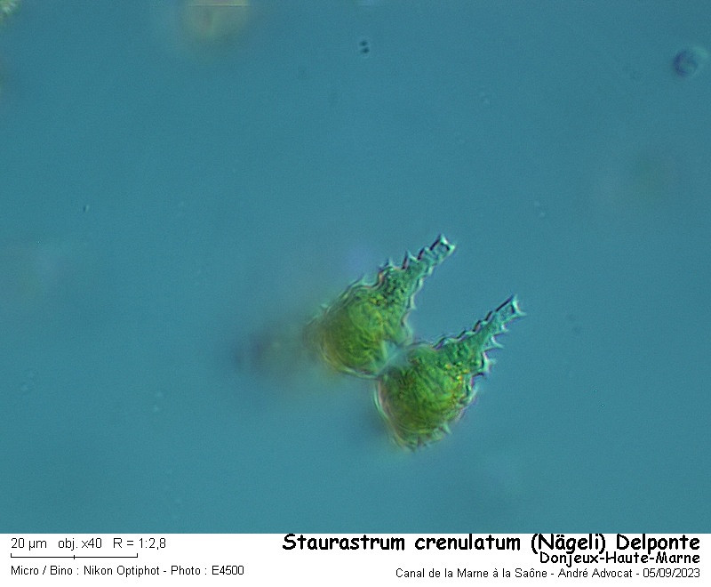 Staurastrum crenulatum ( Nägeli) Delponte #83607