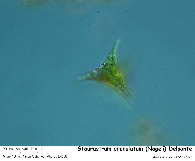 Staurastrum crenulatum ( Nägeli) Delponte #83609