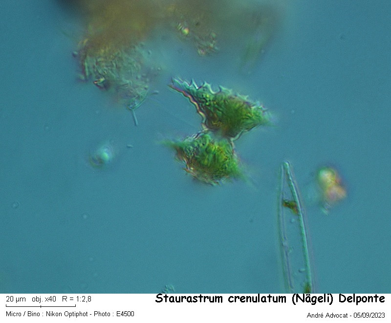 Staurastrum crenulatum ( Nägeli) Delponte #83608