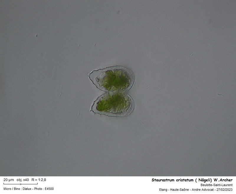 Staurastrum cristatum (Nägeli) W. Archer #74829