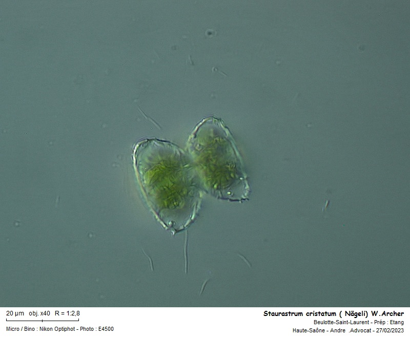 Staurastrum cristatum (Nägeli) W.Archer #73862