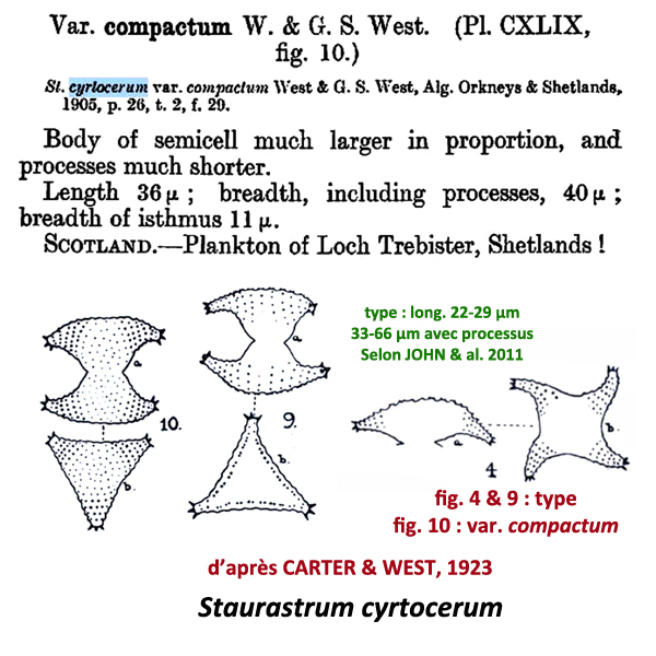 Staurastrum cyrtocerum Ralfs var. cyrtocerum #78058