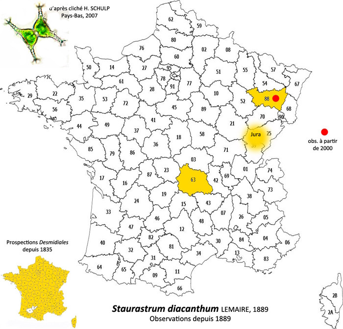 Staurastrum diacanthum Lemaire #83632