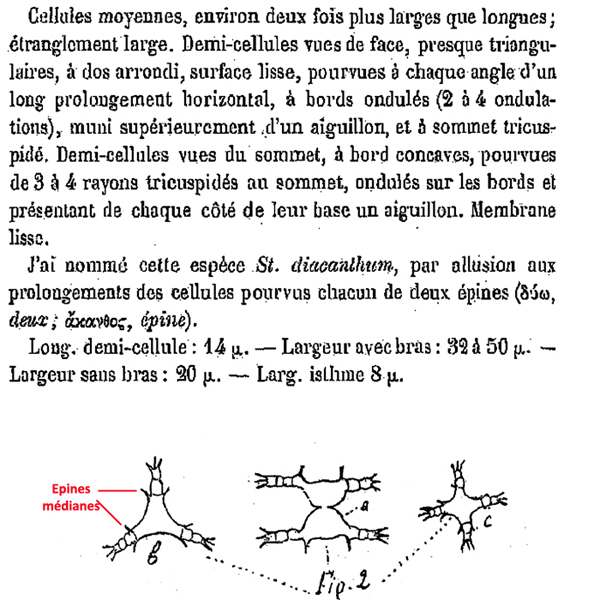 Staurastrum diacanthum Lemaire #77977