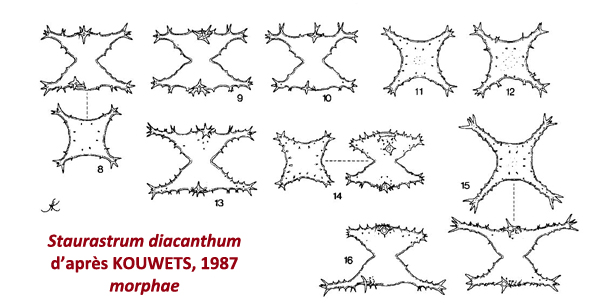Staurastrum diacanthum Lemaire #77976