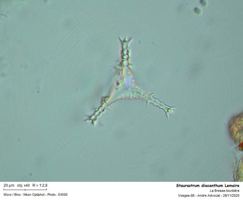 Staurastrum diacanthum Lemaire #64920