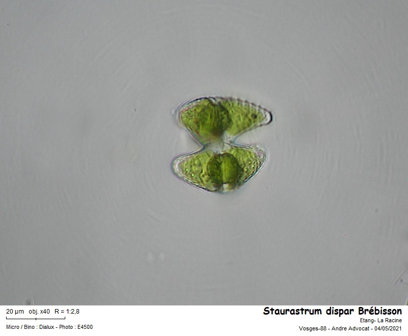 Staurastrum dispar Brébisson #66580