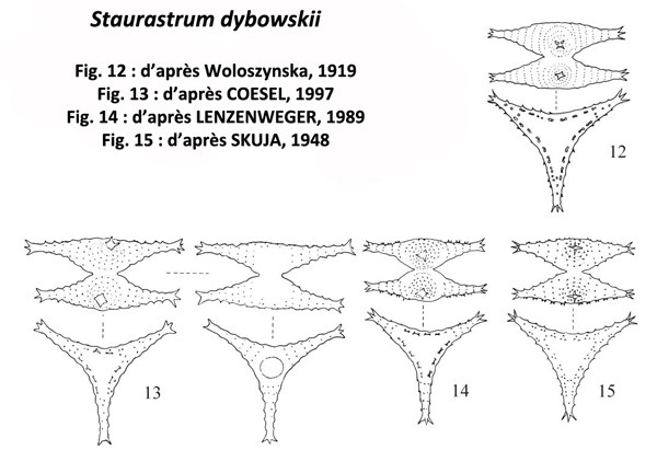 Staurastrum dybowskii Woloszynska #83931