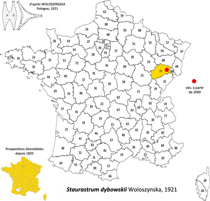 Staurastrum dybowskii Woloszynska #83930