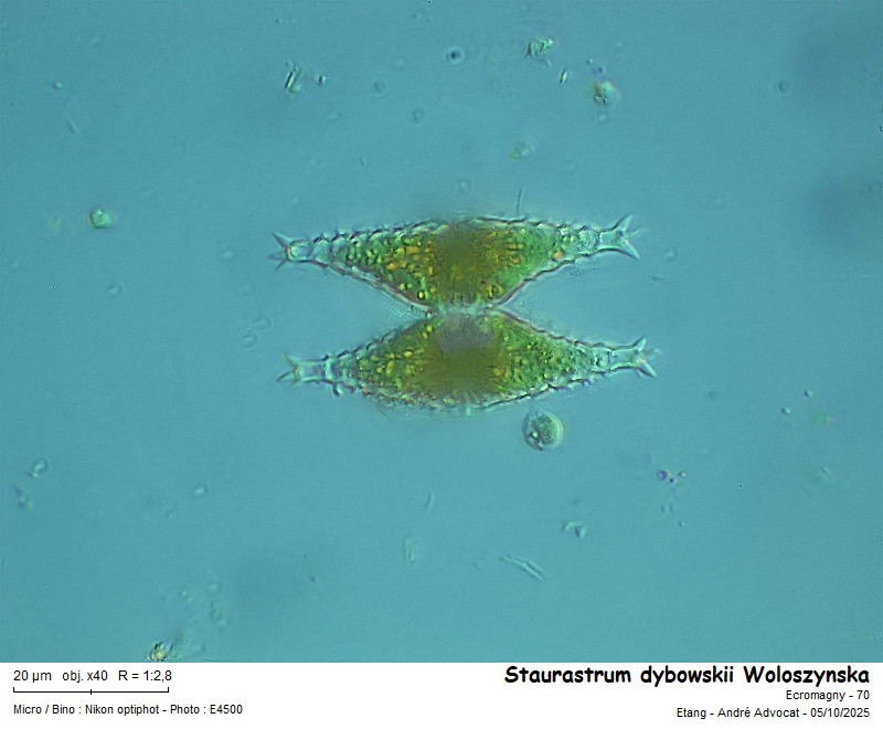 Staurastrum dybowskii Woloszynska #83861