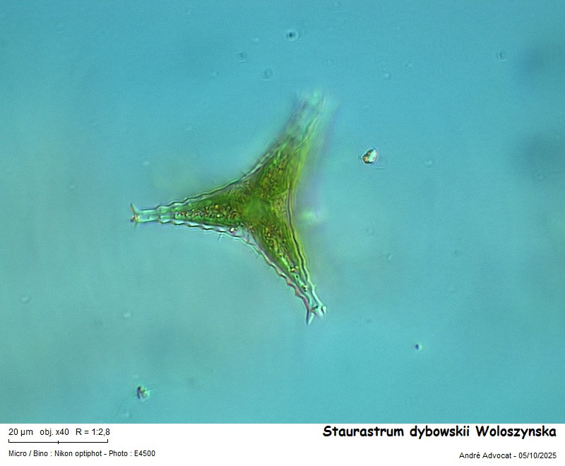 Staurastrum dybowskii Woloszynska #83862