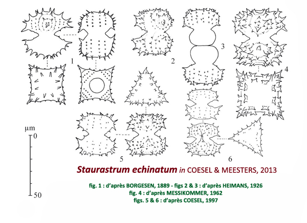 Staurastrum echinatum Ralfs #81925