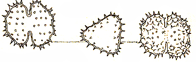 Staurastrum echinatum Ralfs #81924