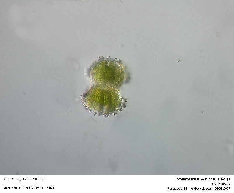 Staurastrum echinatum Ralfs #73590