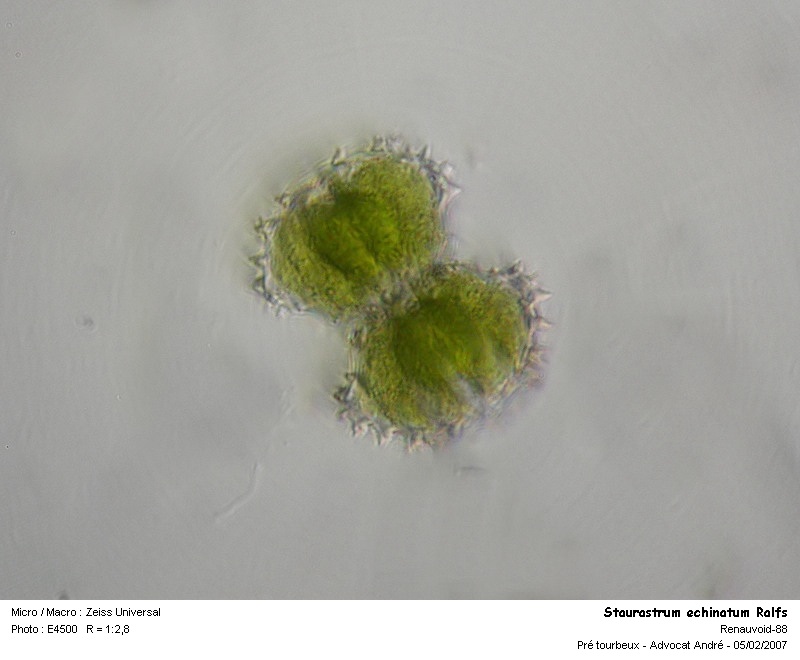 Staurastrum echinatum Ralfs #73589
