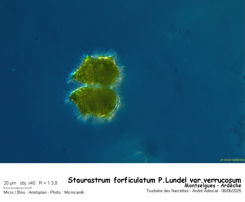 Staurastrum forficulatum P.Lundel var.verrucosum #82526