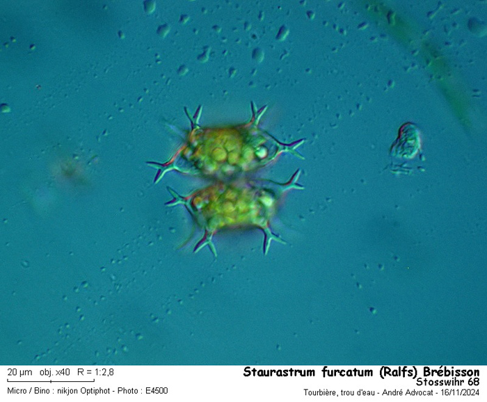Staurastrum furcatum (Ehr.) Breb.var.furcatum #80831