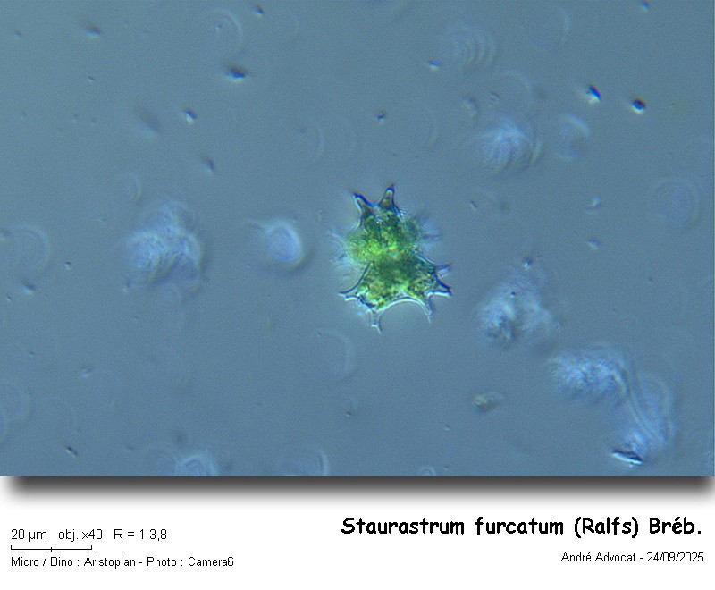 Staurastrum furcatum (Ehr.) Breb. #83763