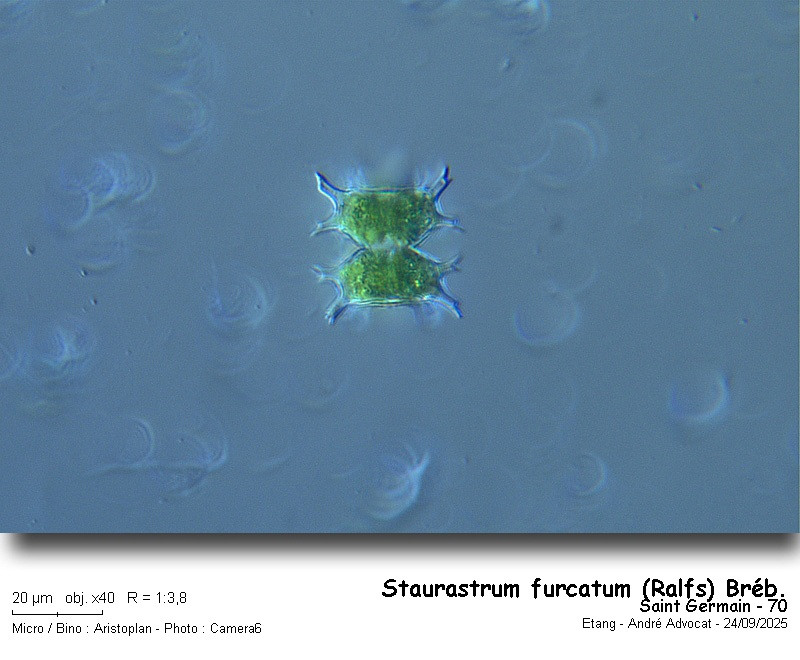 Staurastrum furcatum (Ehr.) Breb. #83764
