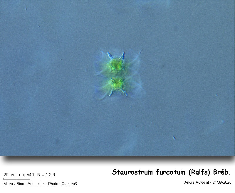 Staurastrum furcatum (Ehr.) Breb. #83765