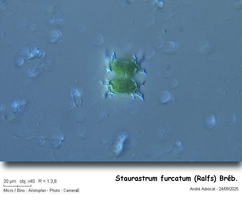 Staurastrum furcatum (Ehr.) Breb. #83762