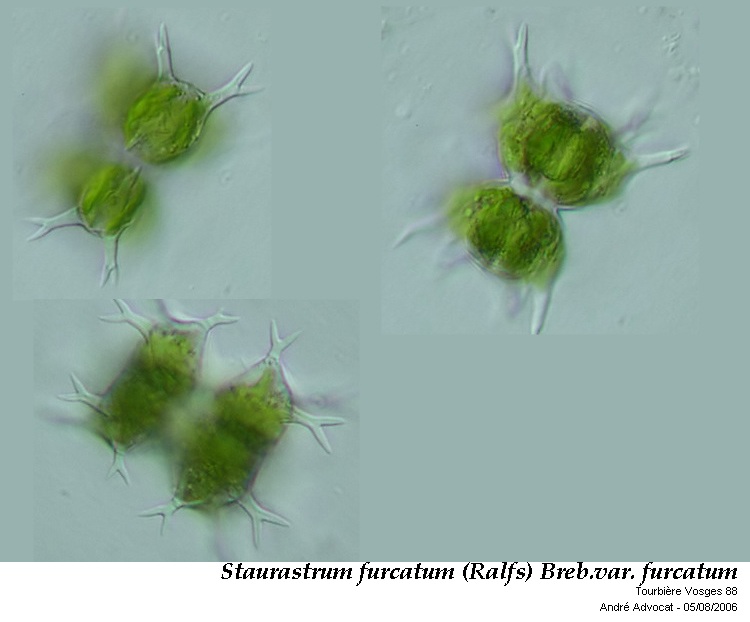 Staurastrum furcatum (Ehr.) Breb.var.furcatum #47610