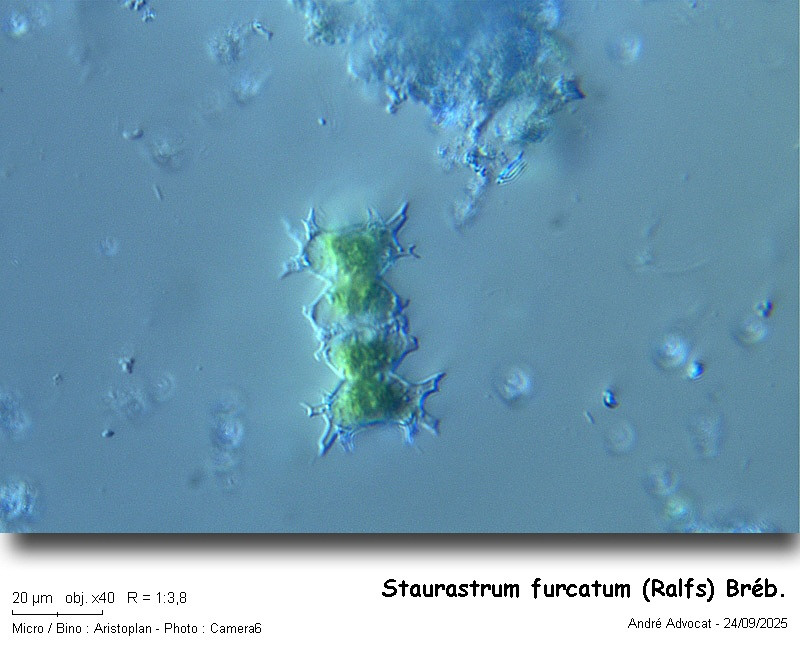 Staurastrum furcatum (Ehr.) Breb. #83766