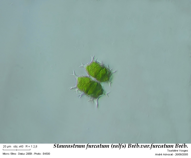 Staurastrum furcatum (Ehr.) Breb.var.furcatum #47609