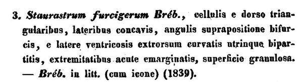 Staurastrum furcigerum (Ralfs) W. Archer #79136