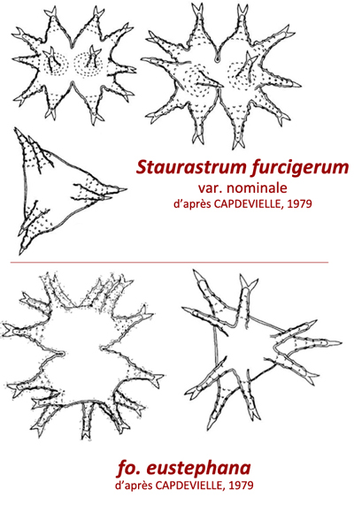 Staurastrum furcigerum (Ralfs) W. Archer #79140