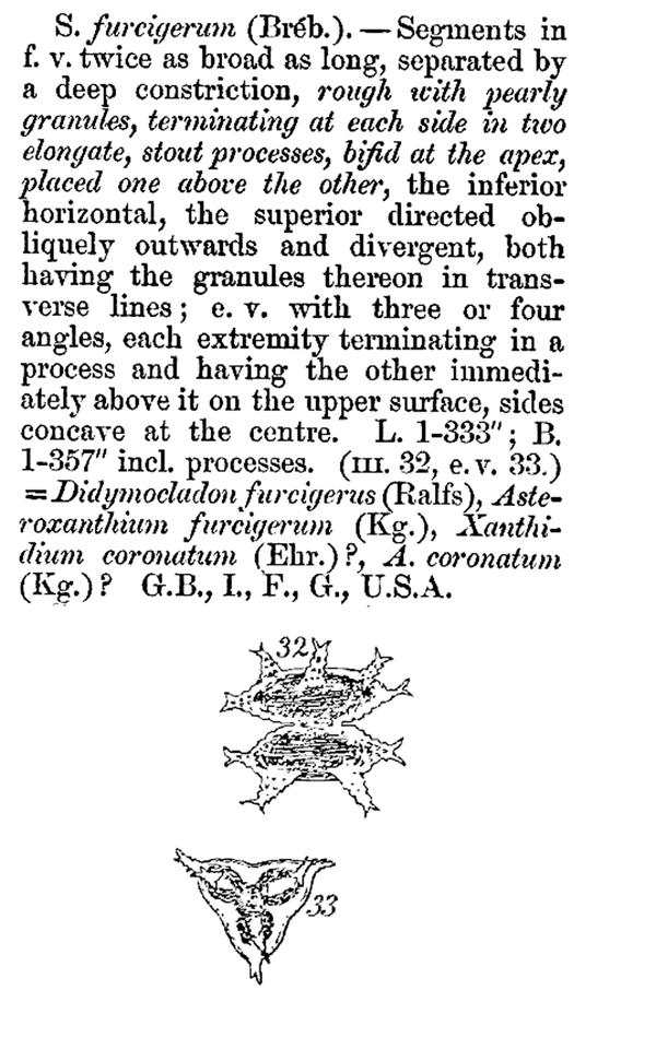 Staurastrum furcigerum (Ralfs) W. Archer #79138