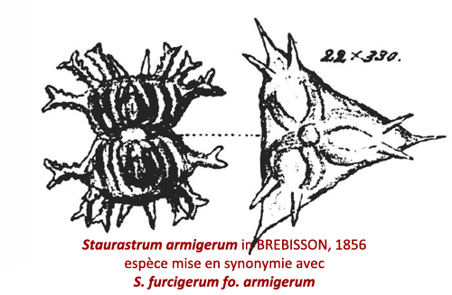 Staurastrum furcigerum (Ralfs) W. Archer #79139