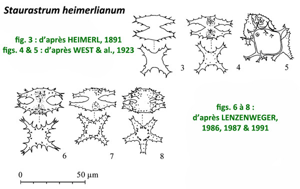 Staurastrum heimerlianum Lütkemüller #83281