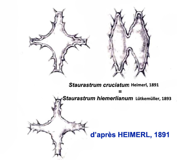 Staurastrum heimerlianum Lütkemüller #83282